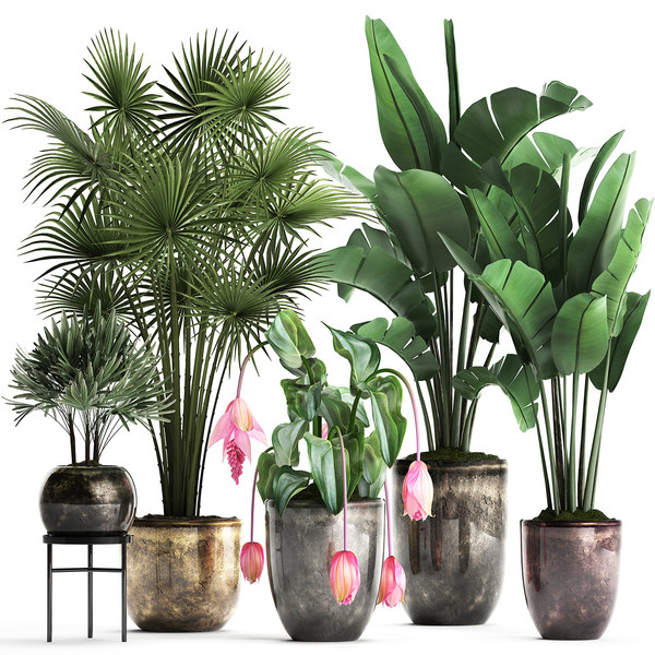 Exotic Plants