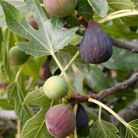 Fig Plant