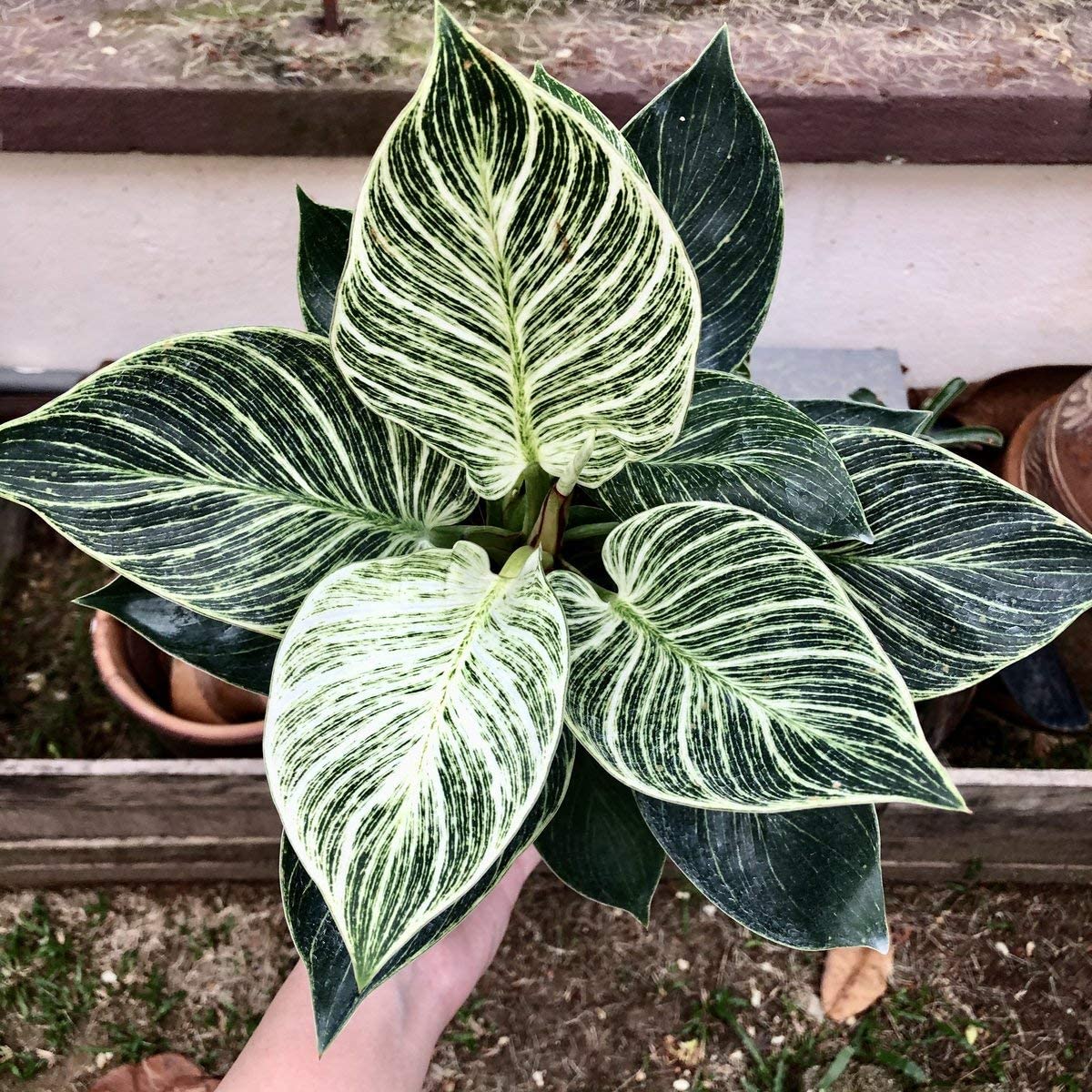 Foliage Plant