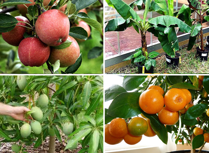 Fruit Tree