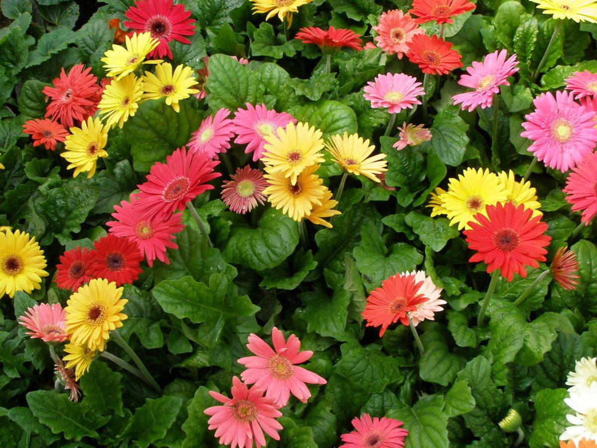 Gerbera Daisy Plant