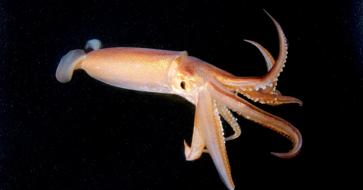 Squid