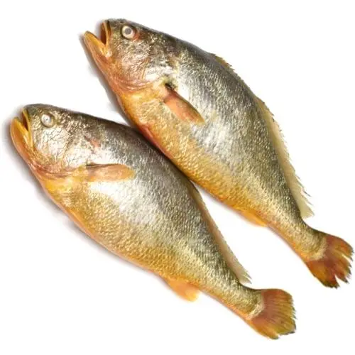 Ghol Fish