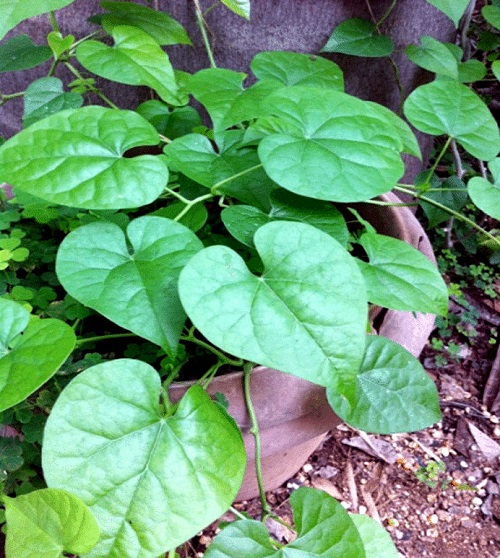 Ayurvedic Plants