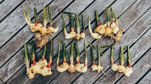 Ginger Seeds