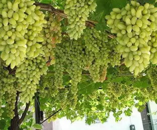 Grape Plant