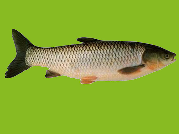 Grass Carp Fish