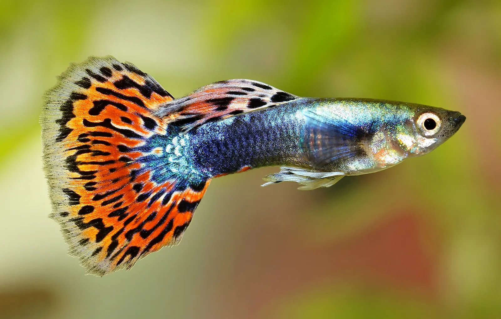 Guppy Fish