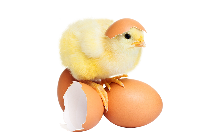 Hatching Eggs