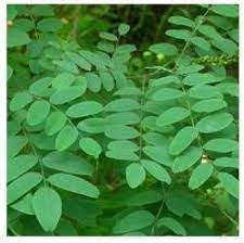 Indigo Leaves