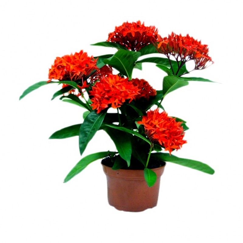 Ixora Plant