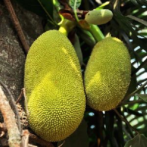 Jackfruit