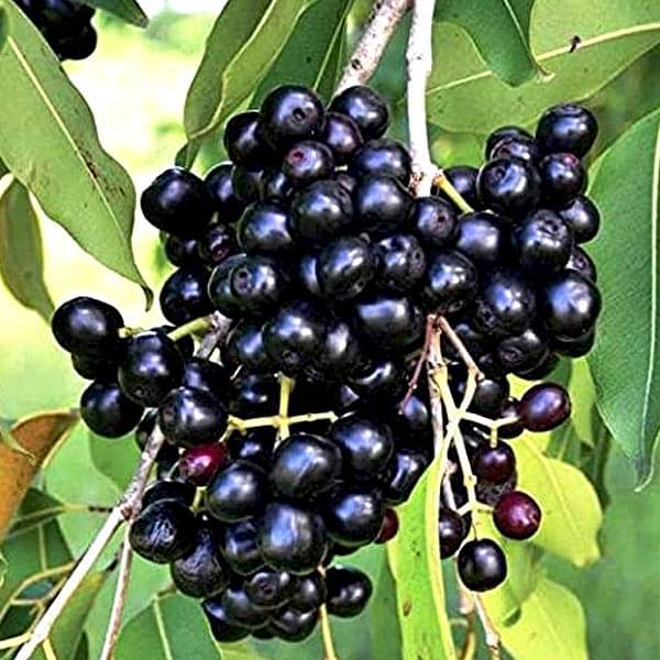 Jamun Plant