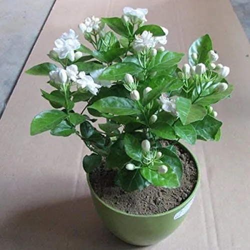 Jasmine Plants