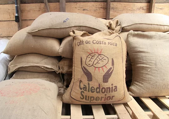 Jute Sacks