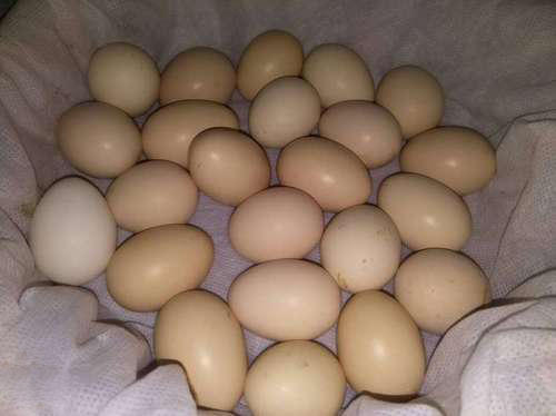 Kadaknath Chicken Egg