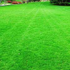 Landscape Grass