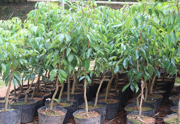 Litchi Plants