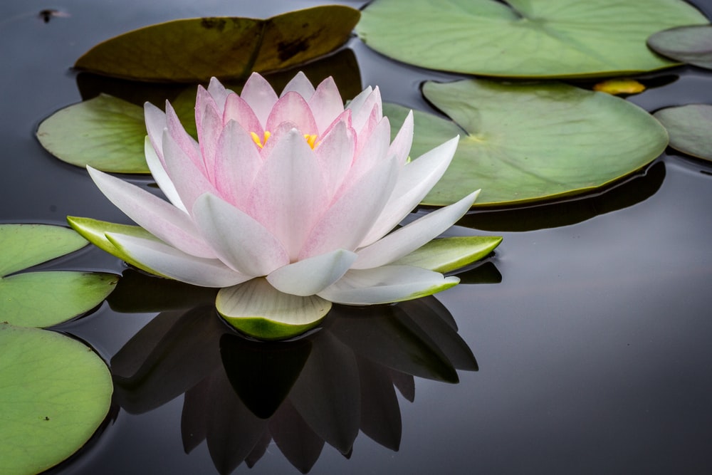 Lotus Plant