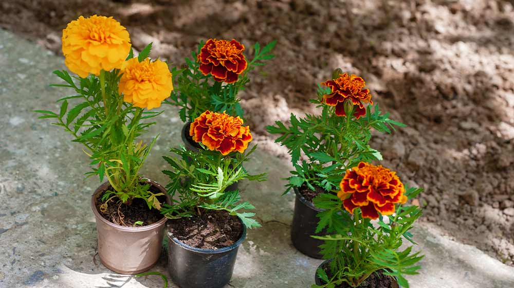 Marigold Plant