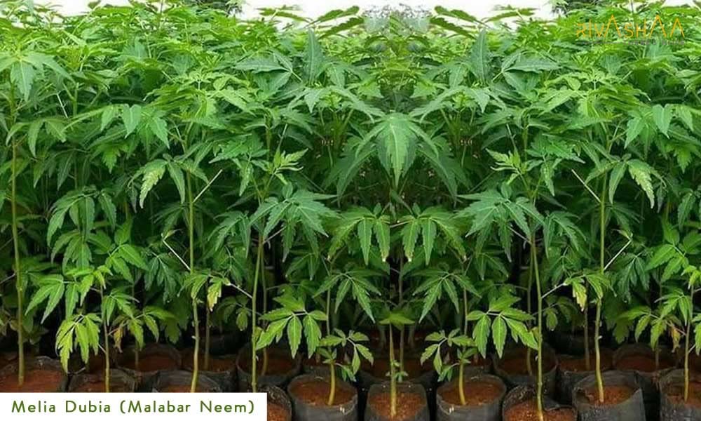 Melia Dubia Plants