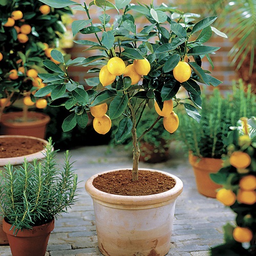 Fruit Plants