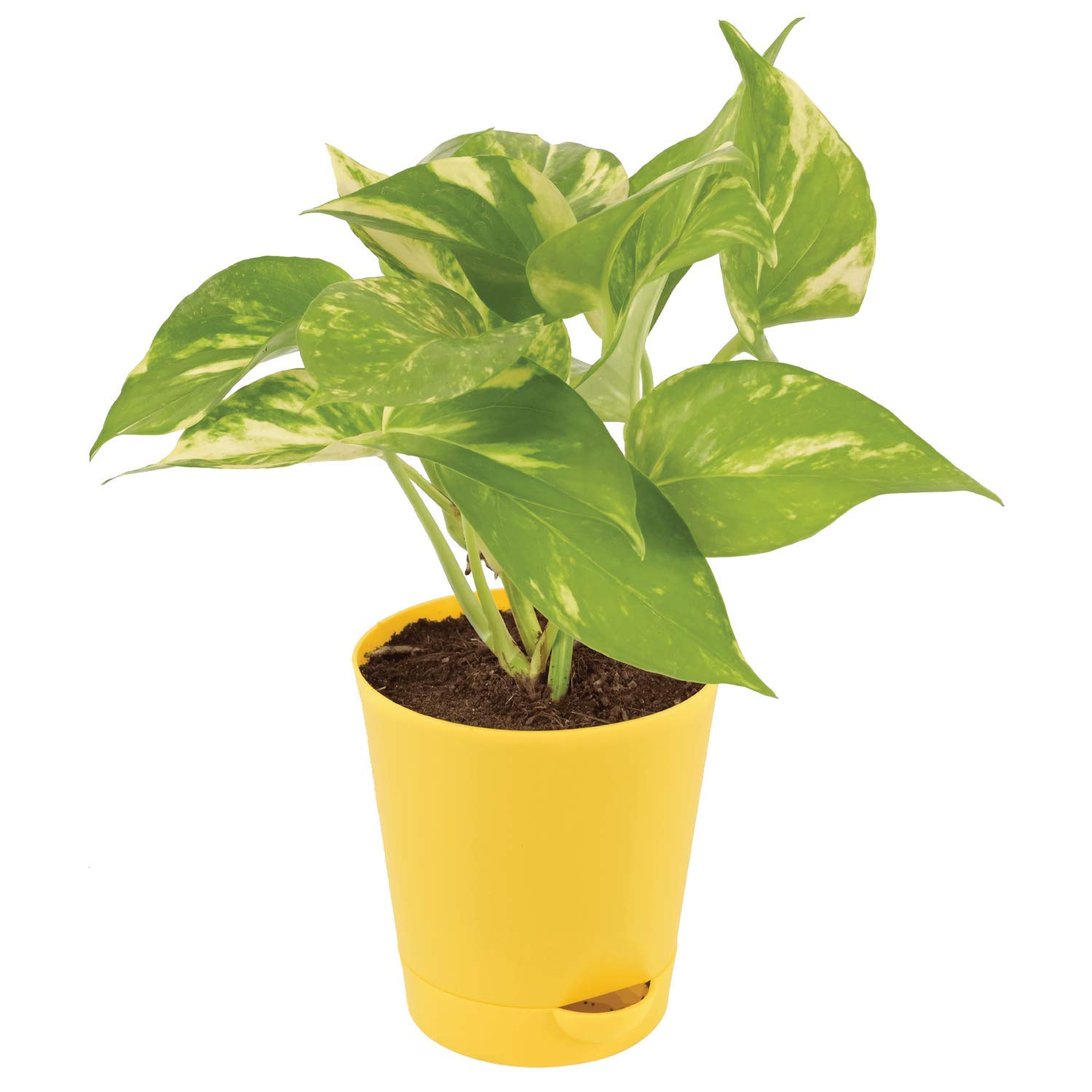 Money Plant
