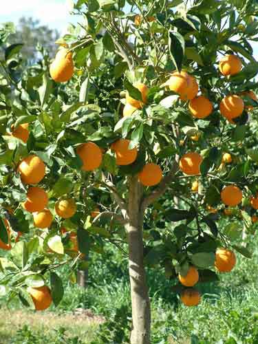 Orange Plant
