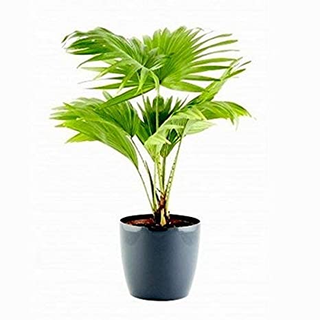 Ornamental Plant