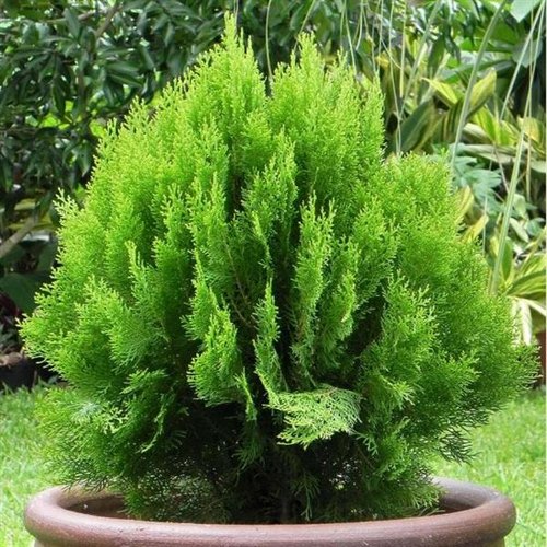 Outdoor Plants
