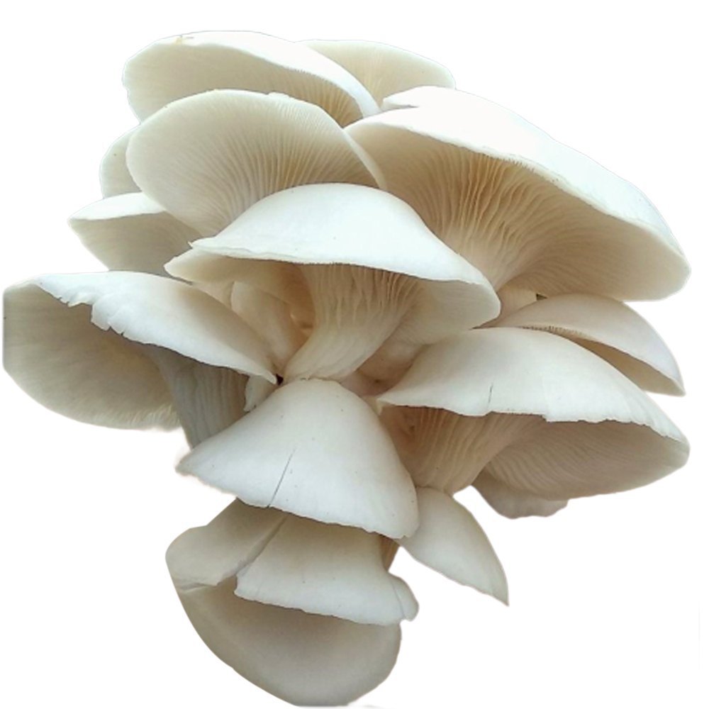 Oyster Mushroom