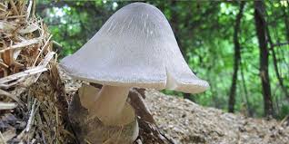 Paddy Straw Mushroom