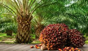 Palm Oil