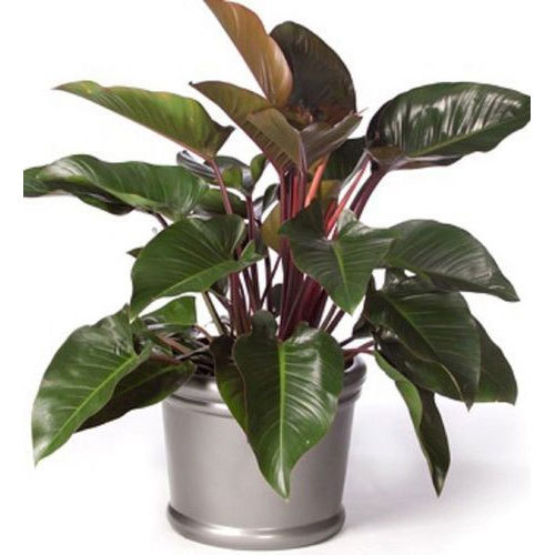 Philodendron Plant