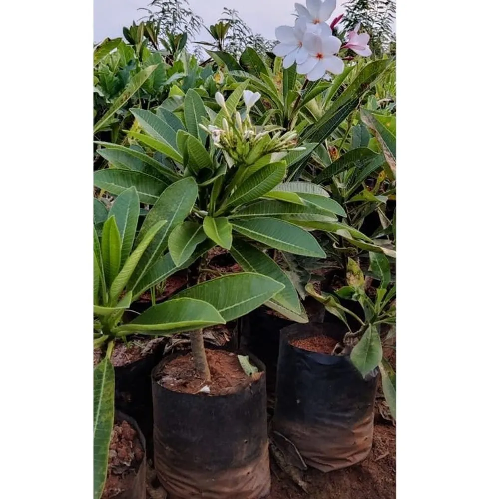 Plumeria Plant