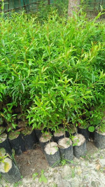 Pomegranate Plants