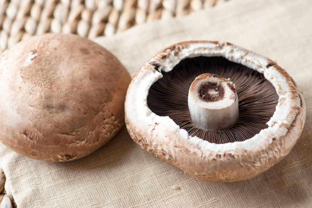 Portobello Mushroom