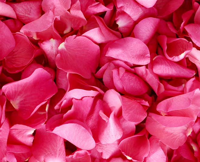 Rose Petal