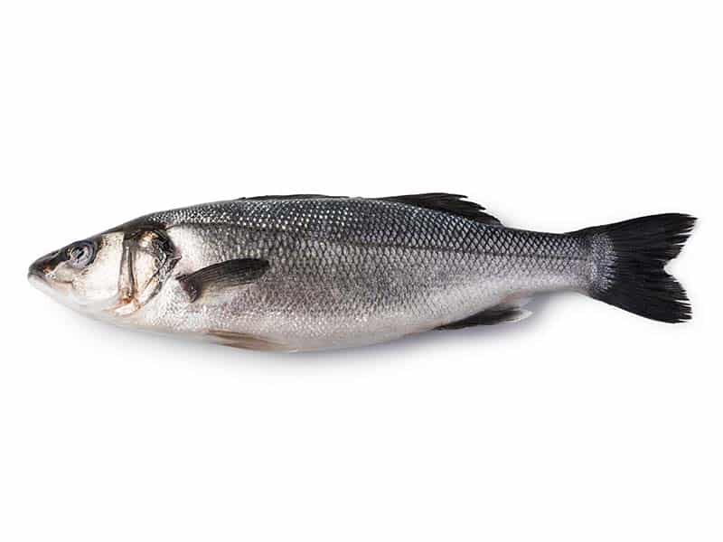 Sea Bass
