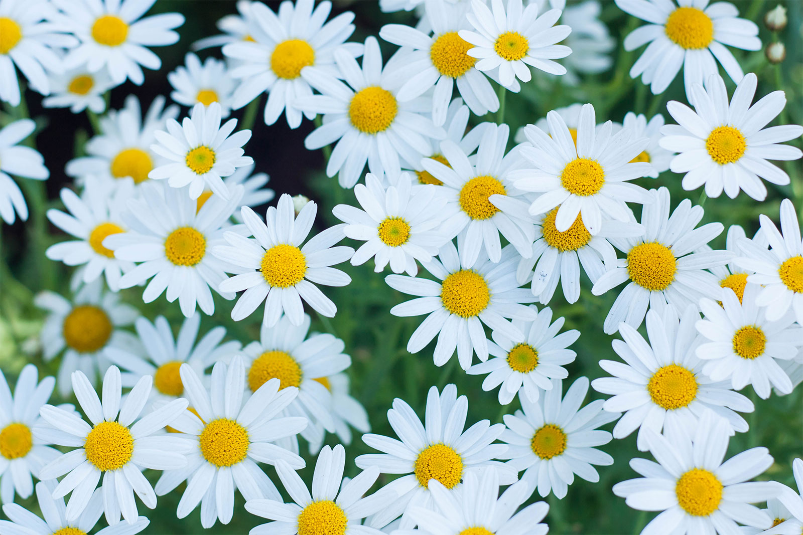 Daisy Flower