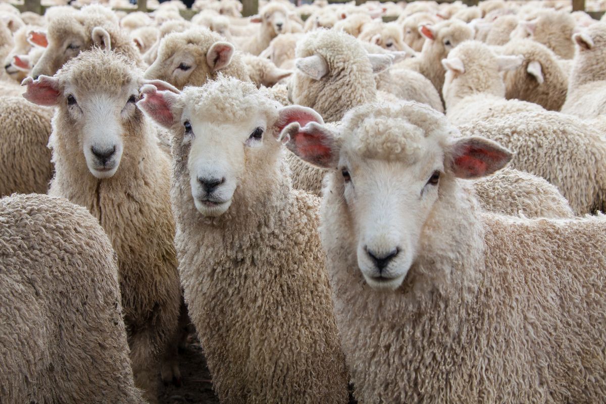 Sheep Wool