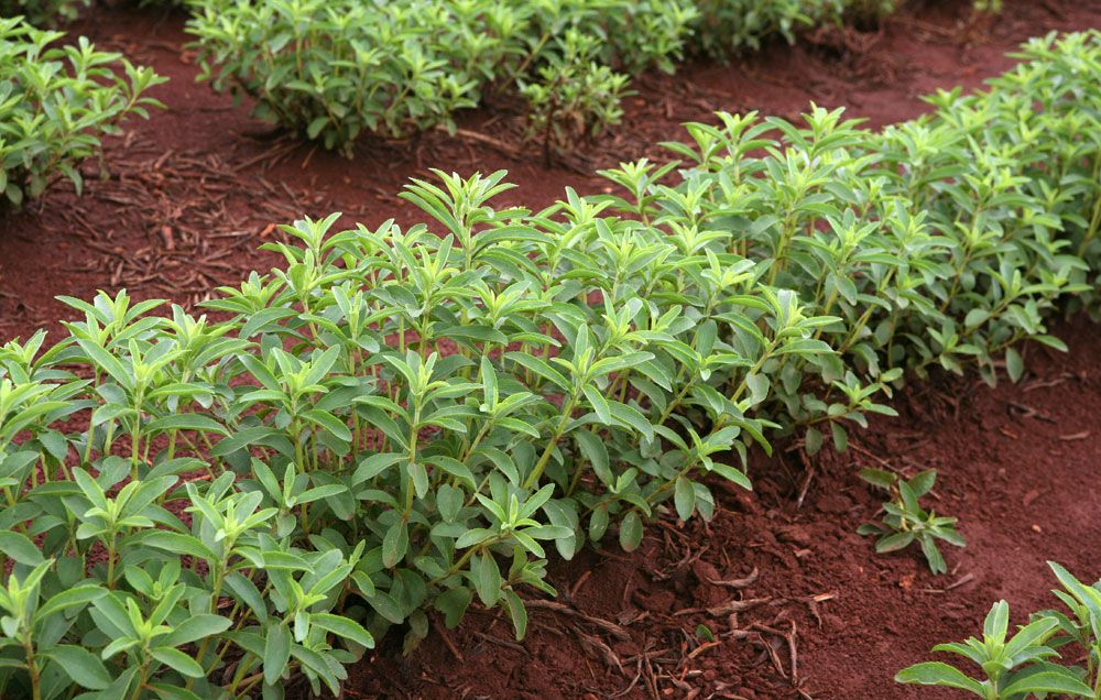Stevia Plants