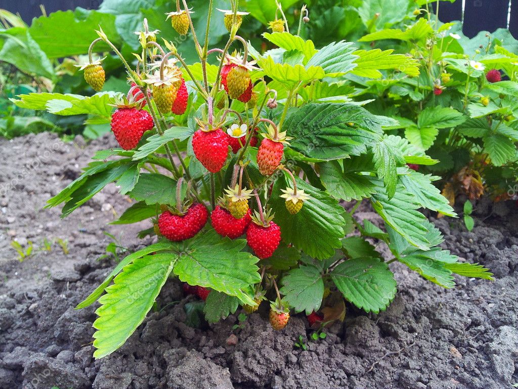 Strawberry Plants