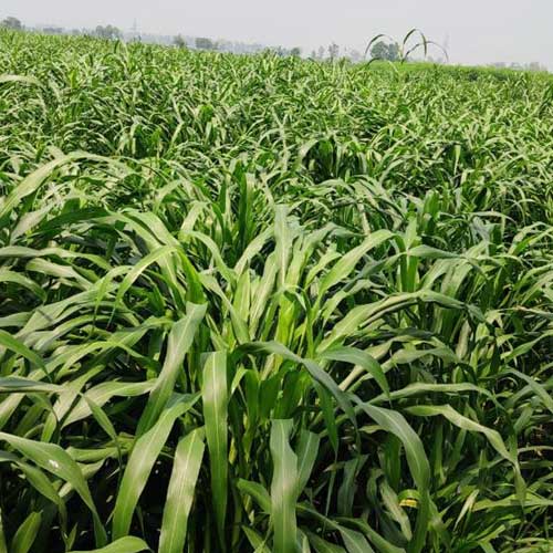 Sudan Grass