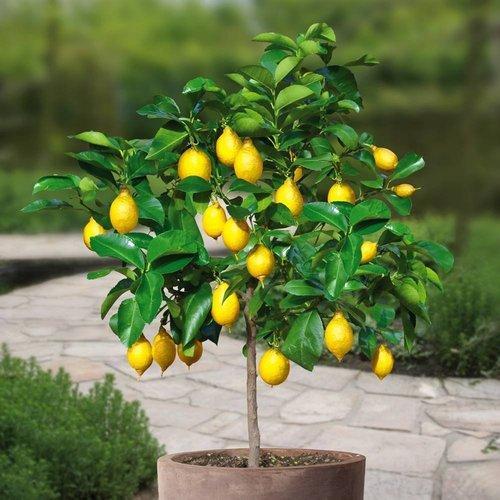 Sweet Lemon Plant