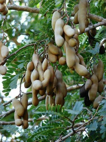Tamarind Plant