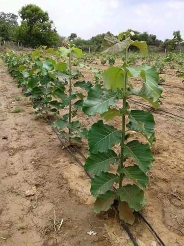 Teak Plant