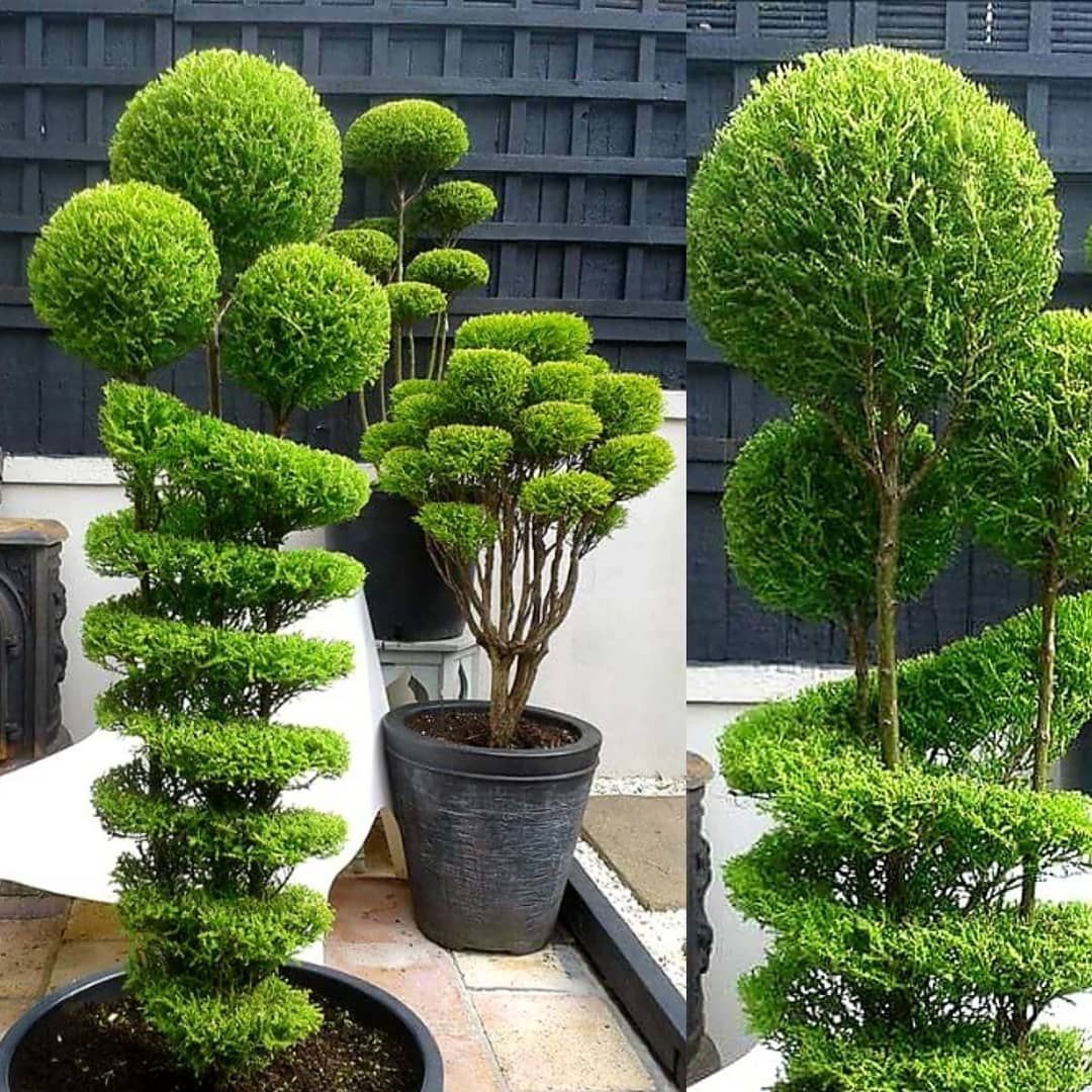 Topiary Plants