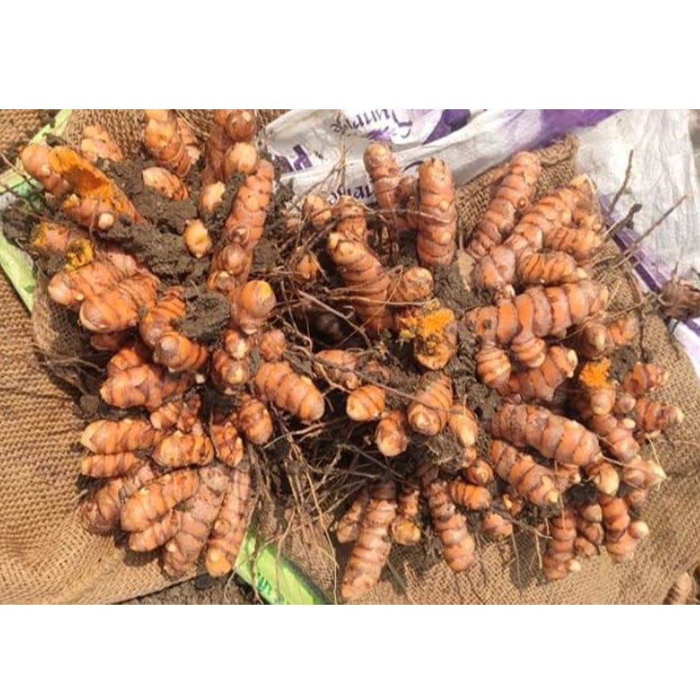 Turmeric Roots