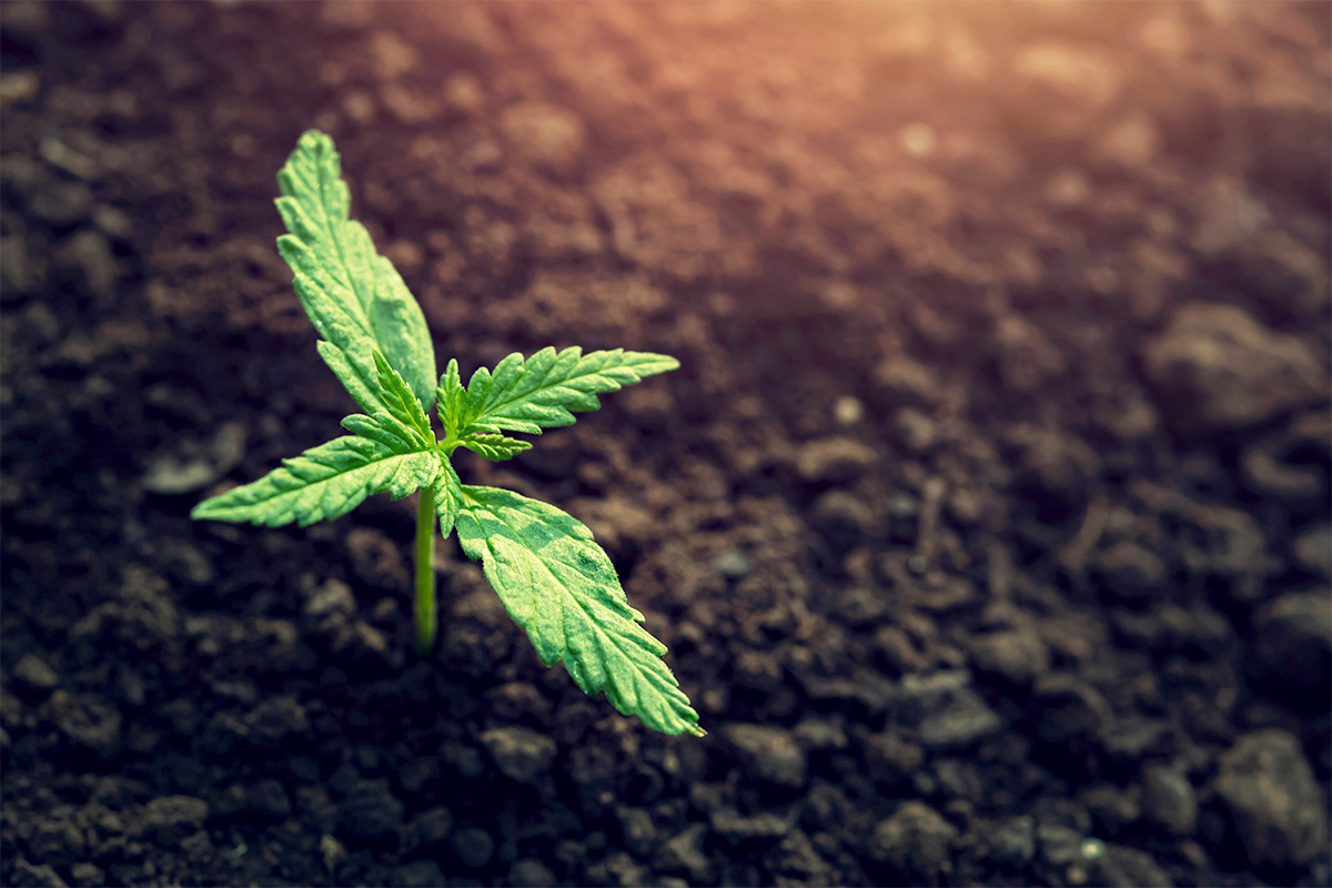 Plant Growth Regulator